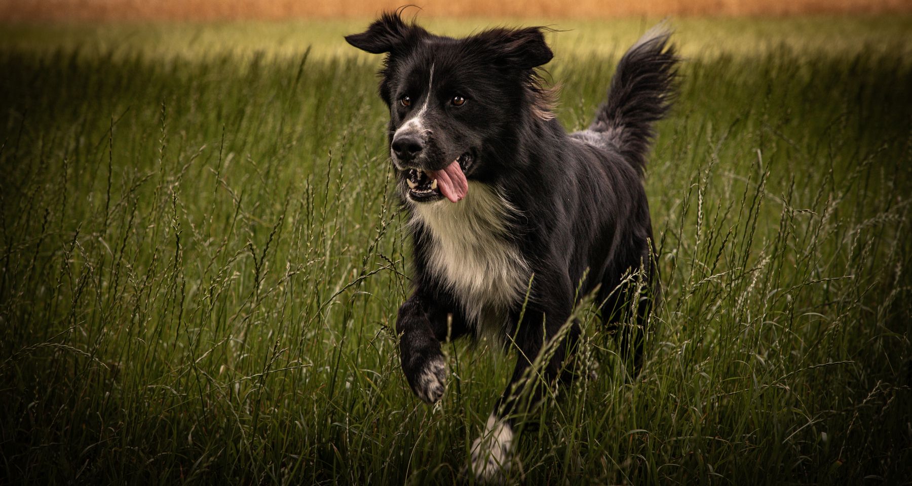 Bentley beim spielen